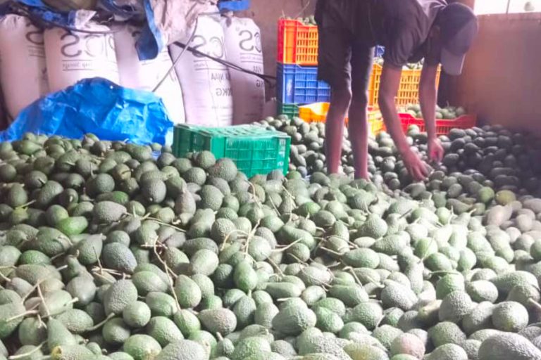 ALOHA TZ – – Official Avocado Exporters in Arusha Tanzania